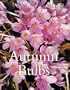 Autumn Bulbs