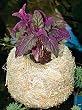 Barley Straw Planter - Medium
