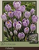 61YXI4czBtL. SL160  Crocus Large Pickwick Pack of 20 Bulbs