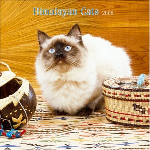 Himalayan Cats 2008 Square Wall Calendar