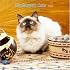 Himalayan Cats 2008 Square Wall Calendar