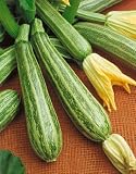61YXsHNbZ1L. SL160  Zucchini Italian Striped Summer Squash Seeds   Cucurbita Pepo   4 Grams   Approx 30 Gardening Seeds   Vegetable Garden Seed
