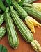 Zucchini Italian Striped Summer Squash Seeds - Cucurbita Pepo - 4 Grams - Approx 30 Gardening Seeds - Vegetable Garden Seed