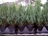 Juniper Blue Point ~Great Natural Hedge~ Juniper Blue Point ~Great Natural Hedge~