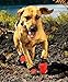 Ruffwear Grip Trex Boots for Dogs, 2.0-Inch, Red Currant