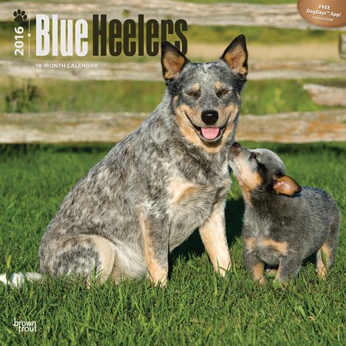 Blue Heelers 2016 Square 12x12