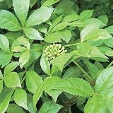 エゾウコギ（蝦夷五加）3号ポット[気力を上昇させる]