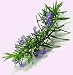 rosemary essential oil