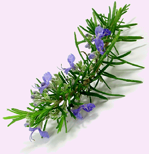 rosemary essential oil by faerie's finest