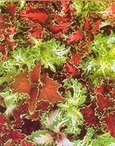 Coleus Nottingham Lace - 50 Seeds