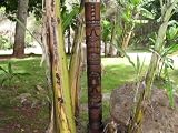 DOUBLE HEADED TIKI TOTEM 6 FT ANTIQUE FINISH HAWAIIAN TIKI GOD DOUBLE HEADED TIKI TOTEM 6 FT ANTIQUE FINISH HAWAIIAN TIKI GOD