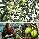 国華園 お買得 オススメオリーブ ３種３株セット 挿木3年生 15cmポット苗