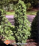 Graham Blandy Boxwood - Buxus - Dense Hedge or Bonsai