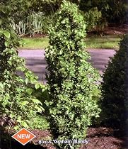 Graham Blandy Boxwood