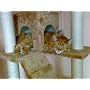 KBD008/2 Kratzbaum beige von Leopet�