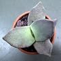 Living Rock Cactus - Pleiospilos bolusii - Rare/Easy