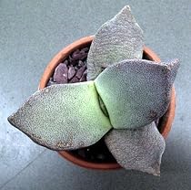 Living Rock Cactus - Pleiospilos bolusii - Rare/Easy