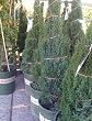 Tiny Towers Dwarf Italian Cypress Five Gallon Container