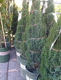 Tiny Towers Dwarf Italian Cypress Five Gallon Container