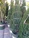 Tiny Towers Dwarf Italian Cypress Five Gallon Container