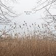 Raven by 675 Records/United For Opportunity 【並行輸入品】