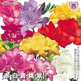 国華園　秋植え球根　ダブル咲フリージアセット　5色50球(各10球)