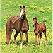 Creative Converting Wild Horses 16 Count 2-Ply Paper Lunch Napkins