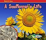 A sunflower's life