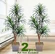 TWO 6' Yucca Artificial Trees with 5 Heads
