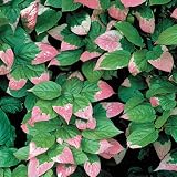 Amazon / Hirts: Perennials; Sun: Hirts Arctic Beauty Kolomikta Kiwi - Male - Actinidia - Hardy