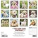 2016 Just Yellow Lab Puppies Wall Calendar