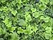Cyrtomium falcatum maritimum - Mini Holly Fern