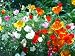 California Poppy Mix - 500 Seeds - Seed Needs Envelope