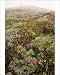 Photographic Prints of High altitude tundra with dwarf lupines, red heather, Magenta paintbrush etc from Ardea Wildlife Pets