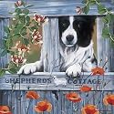 Border Collie - Shepherds Cottage - Puzzle 1000 Teile
