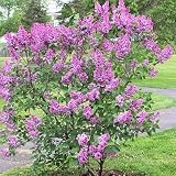 Amazon / Tropical Oasis: FRENCH LILAC SYRINGA VULGARIS extremly fragant 75 seeds