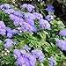 Miniature Fairy Garden Ageratum, Hawaii Blue, Floss Flower