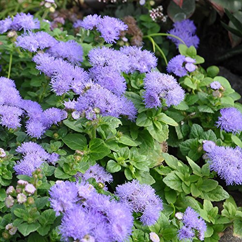 Miniature Fairy Garden Ageratum, Hawaii Blue, Floss Flower