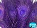 5 Pieces – Eggplant Bleached & Dyed Peacock Tail Eye Feathers 10-12” Long Halloween Craft Supply | Moonlight Feather