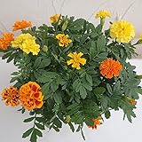 フレンチマリーゴールド ：ホットパック花色ミックス植え4.5号ポット 2株セット