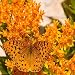 25 Seeds, Butterfly Weed (Asclepias Tuberosa) Seeds By Seed Needs