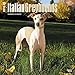 Italian Greyhounds 2016 Wall Calendar