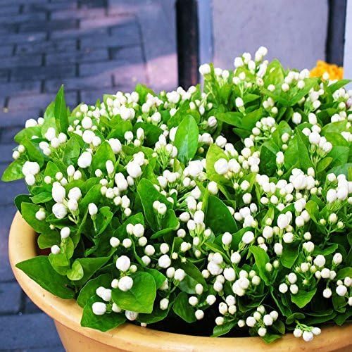 50 Seeds Jasmine Plant Indoor/Outdoor Plant Tiny White Flowers by China Seeds