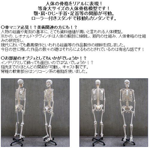 Cover image : 人体骨格模型 (骨しかないんですけど...) a04179 21364