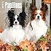 Papillons 2015 Wall Calendar
