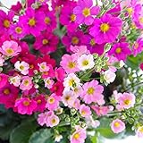 プリムラ：マラコイデス花色ミックス3.5号ポット 10株セット[ボリューム満点の選抜株]