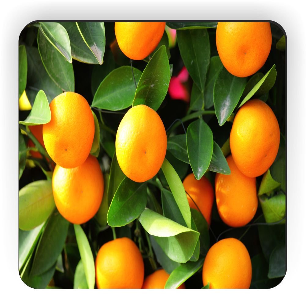 Kumquat Festival in Dade City Florida profile at farmers market online