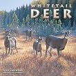Whitetail Deer 2009 Standard 12"x12" Wall Calendar