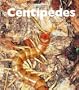 Centipedes (Naturebooks: Creepy Crawlers)