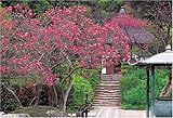 1000ピース 木蓮咲く明月院